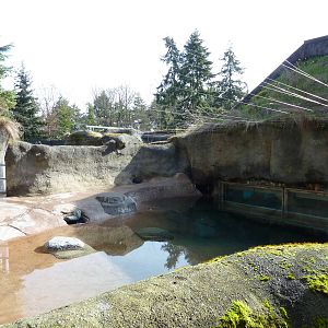 Sea Otter Exhibit