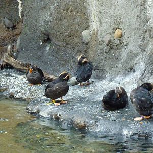 Puffins