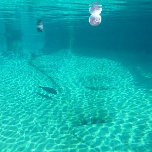 Harbour Seal Exhibit