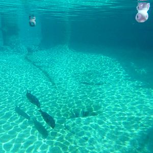 Harbour Seal Exhibit