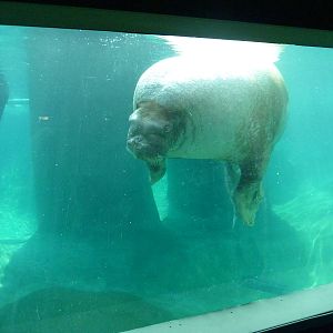 Walrus Exhibit