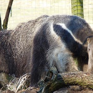 Ernesto the Giant Anteater