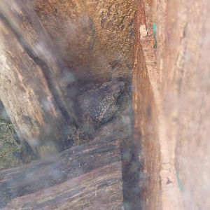 Pureto Rican Crested Toad