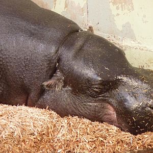 Antone the Pygmy Hippo