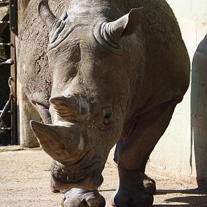 Hannu the White Rhino