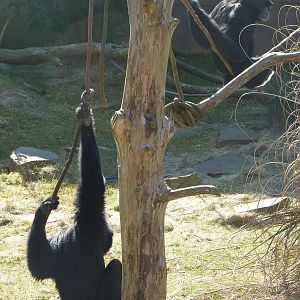 Siamang Gibbons
