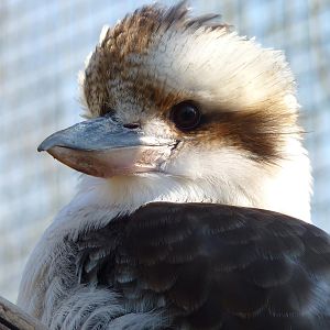 Laughing Kookaburra