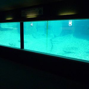 Harbour Seal Exhibit