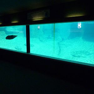Harbour Seal Exhibit