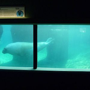 Walrus Exhibit