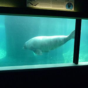 Walrus Exhibit