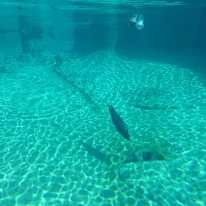 Harbour Seal Exhibit