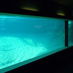 Harbour Seal Exhibit
