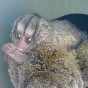 Douroucouli Youngster