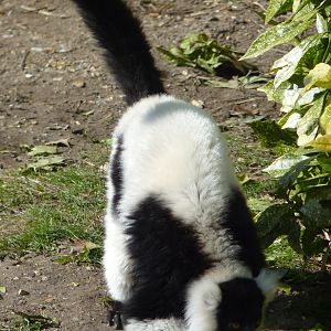 Black and White Ruffed Lemur