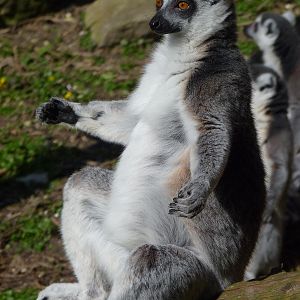 Sun-Worshipping Lemur