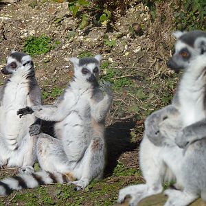 Ring-Tailed Lemurs