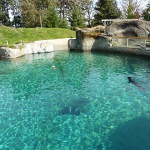 Harbour Seal Exhibit