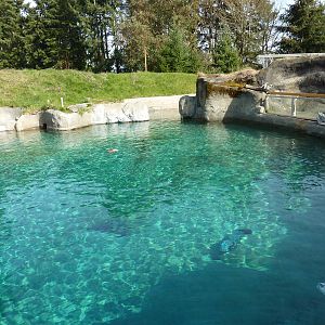Harbour Seal Exhibit