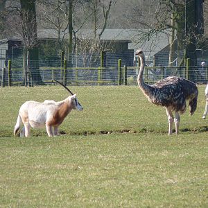 Scimitar-Horned Oryx and Ostrich