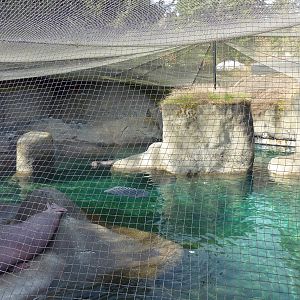 Walrus Exhibit