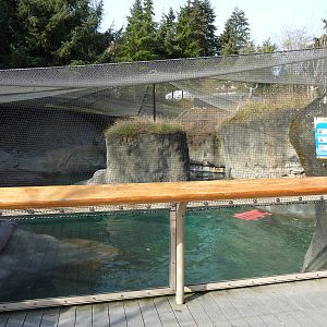 Walrus Exhibit