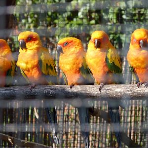 Sun Conures