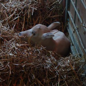 Addax Calf