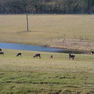 Waterbuck and Ostriches