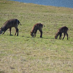 Waterbuck Calves