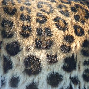 Leopard Fur Close-Up