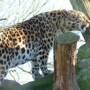 Akin the Amur Leopard