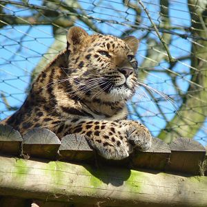 Kaia the Amur Leopard
