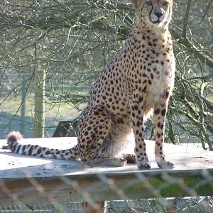 Turkus the Cheetah