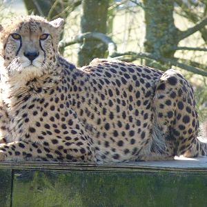 Turkus the Cheetah