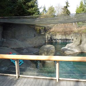 Walrus Exhibit