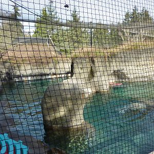 Walrus Exhibit