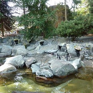 Magellanic Penguin Exhibit