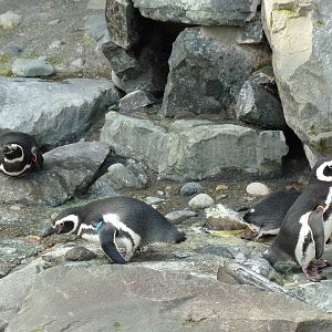 Magellanic Penguins
