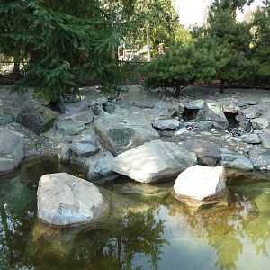 Magellanic Penguin Exhibit