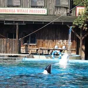 Duisburg Zoo 2004 - Piebald Dolphin and Beluga