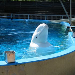 Duisburg Zoo 2004 - Beluga