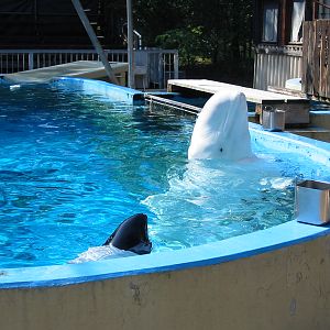 Duisburg Zoo 2004 - Piebald Dolphin and Beluga