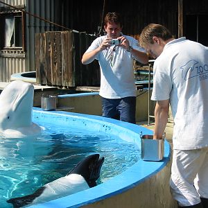 Duisburg Zoo 2004 - Trainers feed their aquatic friends