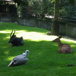 Duisburg Zoo 2004 - Mixed Nyala and Griffon Vulture exhibit