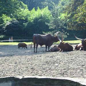 Duisburg Zoo 2004 - Mixed Ankole Cattle and Red River Hog exhibit