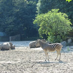 Duisburg Zoo 2004 - Mixed White Rhinoceros and Zebra exhibit