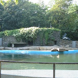 Duisburg Zoo 2004 - California Sea Lion pool