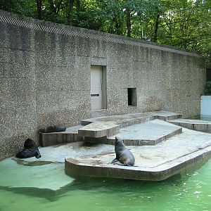 Duisburg Zoo 2004 - South American Fur Seal in the old Polar Bear exhibit