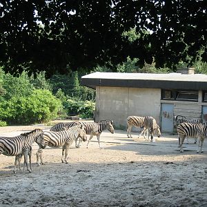 Duisburg Zoo 2004 - Zebra exhibit